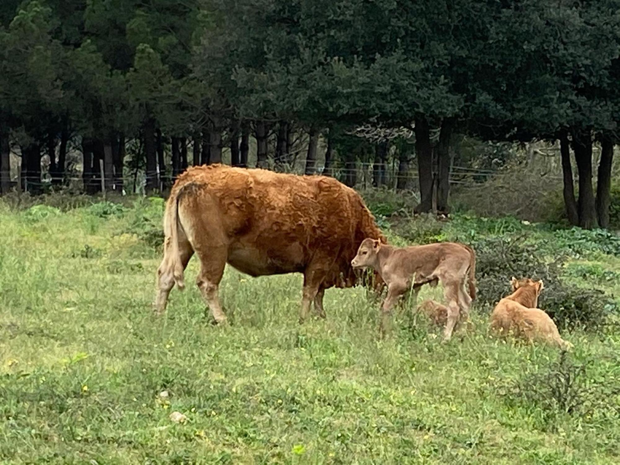 Casa Rural Can Jepet La Cellera de Ter 외부 사진